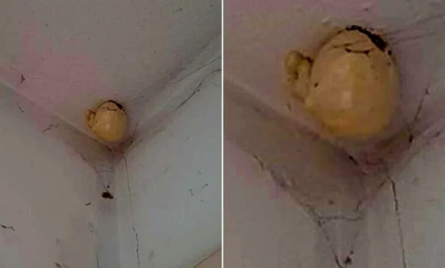 A woman asked on Facebook what was the bizarre “egg” that appeared on the ceiling of her room